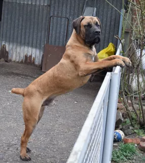 Photos supplémentaires: Boerboel sud-africain, adolescents.