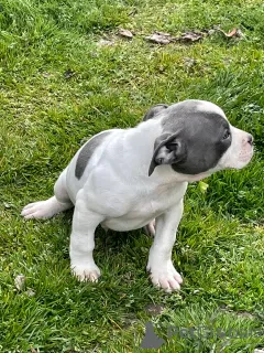 Photos supplémentaires: Chiots pit-bull