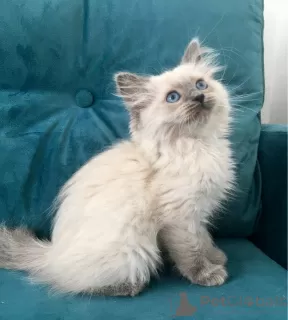 Photo №1. ragdoll - à vendre en ville de Vienna | 300€ | Annonce № 88468