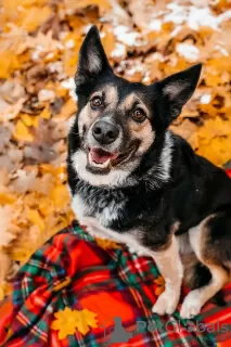 Photo №1. chien bâtard - à vendre en ville de Москва | Gratuit | Annonce №127833