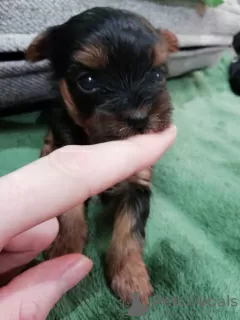 Photos supplémentaires: Chiots Yorkie/Kawaiiork