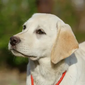 Photos supplémentaires: Chiots Labrador Retriever