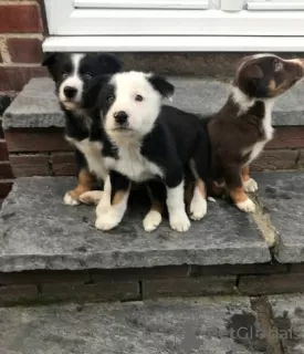 Photo №1. border collie - à vendre en ville de Bremen | Gratuit | Annonce №126348