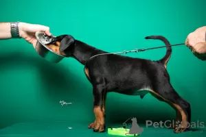 Photo №4. Je vais vendre dobermann en ville de Ниш. éleveur - prix - Gratuit