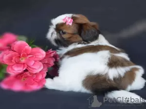 Photo №2 de l'annonce № 44904 de la vente shih tzu - acheter à Grèce annonce privée