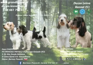 Photos supplémentaires: Chiots Grand Basset Griffon Vendéen