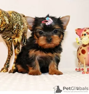 Photo №3. chiots yorkshire terrier. Suisse