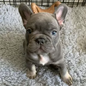 Photo №1. bouledogue - à vendre en ville de Кортрейк | 350€ | Annonce №123289