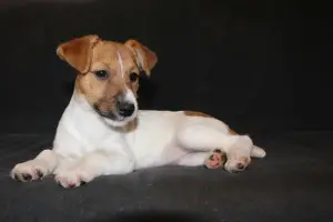 Photo №1. jack russell terrier - à vendre en ville de Balakovo | 284€ | Annonce №1635