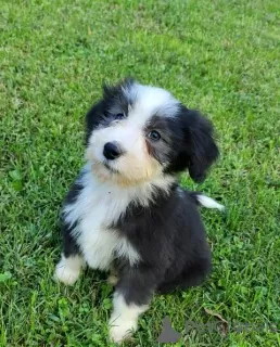 Photo №1. bearded collie - à vendre en ville de Berlin | Gratuit | Annonce №95191