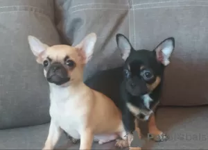 Photo №1. chihuahua - à vendre en ville de Wolfsburg | négocié | Annonce №98550