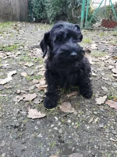 Photo №3. Schnauzer nain ZKwP. Pologne