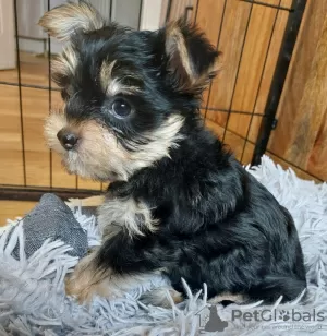 Photos supplémentaires: Il reste 2 superbes chiots Yorkshire Terrier (âgés de 10 semaines)