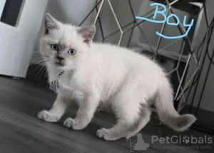 Photo №2 de l'annonce № 9460 de la vente british shorthair - acheter à Turquie 