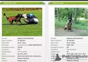 Photo №1. malinois - à vendre en ville de Bojnice | 600€ | Annonce №9459