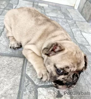 Photo №4. Je vais vendre bouledogue en ville de Prokuplje. éleveur - prix - négocié