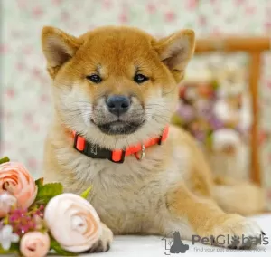 Photo №1. shiba - à vendre en ville de Москва | négocié | Annonce №25635