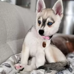 Photo №1. alaskan klee kai - à vendre en ville de Nuremberg | 300€ | Annonce №130543