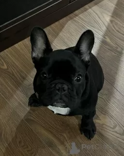 Photo №1. bouledogue - à vendre en ville de Berlin | 404€ | Annonce №128237