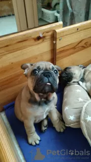 Photo №1. bouledogue - à vendre en ville de Ibbenbüren | négocié | Annonce №44560