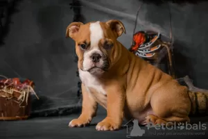 Photos supplémentaires: Chiots bouledogue anglais avec documents FCI