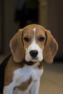 Photo №1. beagle - à vendre en ville de Москва | 259€ | Annonce №5561