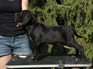 Photos supplémentaires: chiots cane corso