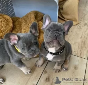 Photo №2 de l'annonce № 129618 de la vente bouledogue - acheter à Allemagne annonce privée