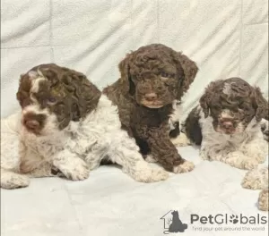 Photos supplémentaires: Chiots Lagotto Romagnolo