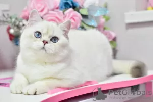 Photo №1. british shorthair - à vendre en ville de Dnipro | 615€ | Annonce № 36927