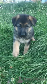 Photos supplémentaires: chiots berger allemand