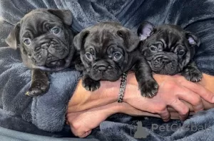 Photos supplémentaires: Beaux chiots Bouledogue Français à vendre.