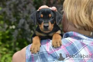 Photo №1. pinscher allemand - à vendre en ville de Minsk | 643€ | Annonce №66330