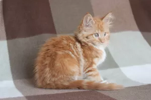 Photo №4. Je vais vendre maine coon en ville de Ulyanovsk. de la fourrière - prix - 286€