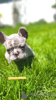 Photos supplémentaires: Bonjour chiots bouledogues français à vendre.