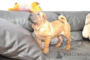 Photos supplémentaires: Chiot Shar Pei brutal