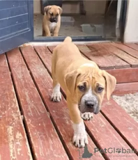 Photo №3. Ridgebackin et labradorin pennut adoptoitavaksi. La finlande