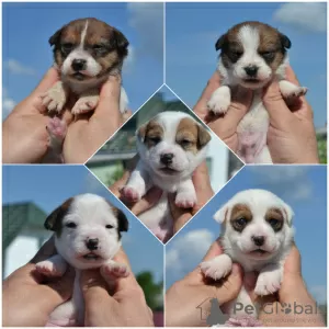 Photo №1. jack russell terrier - à vendre en ville de Minsk | 231€ | Annonce №20133