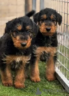 Photo №2 de l'annonce № 128871 de la vente airedale terrier - acheter à Canada éleveur