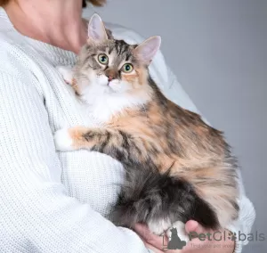 Photos supplémentaires: Chat affectueux drôle Goldie.