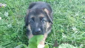 Photos supplémentaires: chiots berger allemand