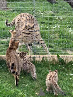 Photo №3. chatons savannah F5 LOOF. France