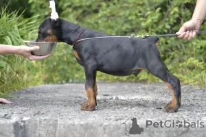 Photo №1. dobermann - à vendre en ville de Vitebsk | 1000€ | Annonce №11389