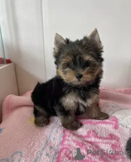 Photo №1. yorkshire terrier - à vendre en ville de Miskolc | négocié | Annonce №110170