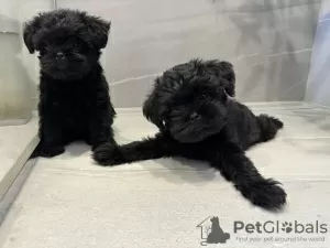 Photo №1. affenpinscher - à vendre en ville de Dnipro | 2000€ | Annonce №94429