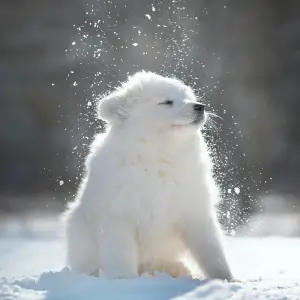 Photos supplémentaires: Chiots Samoyèdes de race pure.