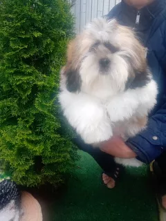 Photo №2 de l'annonce № 6878 de la vente shih tzu - acheter à Fédération de Russie éleveur