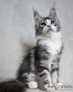 Photo №1. maine coon - à vendre en ville de Вашингтон | 379€ | Annonce № 118290