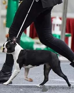 Photos supplémentaires: Boston Terrier FCI