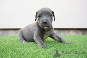 Photo №3. Chiots Pitbull Bluenose. Serbie